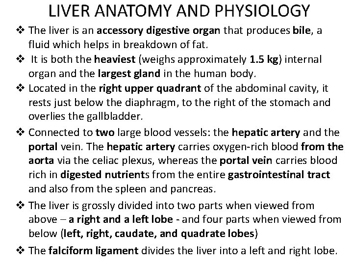 v The liver is an accessory digestive organ that produces bile, a fluid which