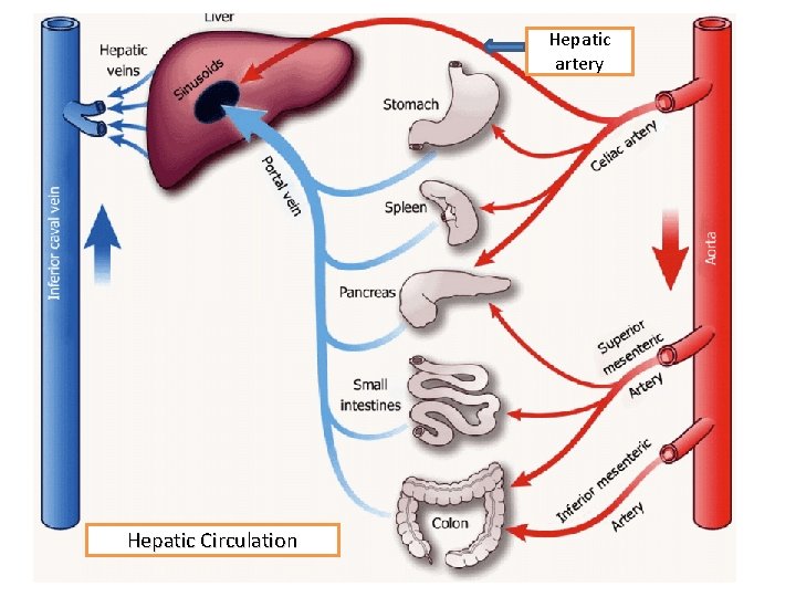 Hepatic artery Hepatic Circulation 