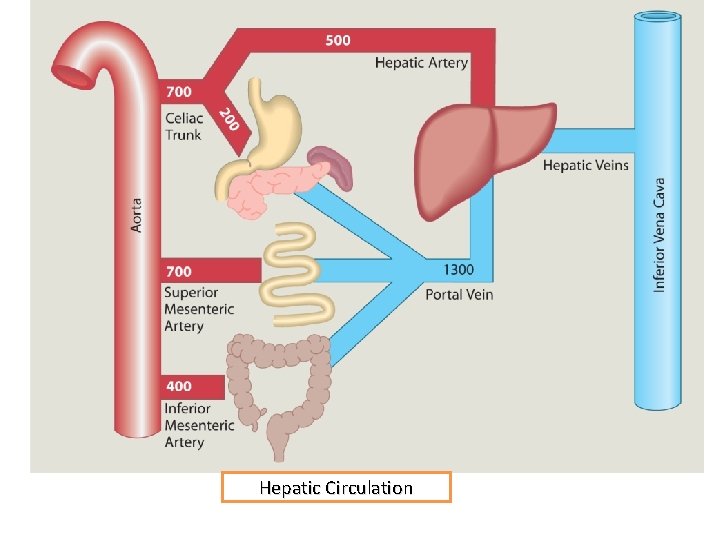 Hepatic Circulation 