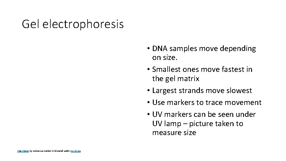 Gel electrophoresis • DNA samples move depending on size. • Smallest ones move fastest