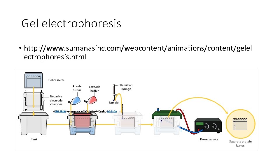 Gel electrophoresis • http: //www. sumanasinc. com/webcontent/animations/content/gelel ectrophoresis. html This Photo by Unknown Author