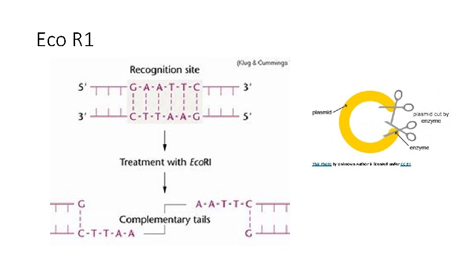 Eco R 1 This Photo by Unknown Author is licensed under CC BY 