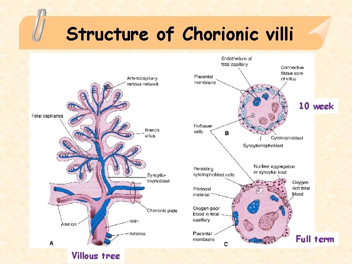 Structure of Chorionic villi 10 week Full term Villous tree 
