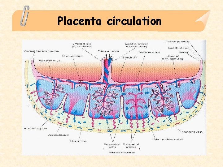 Placenta circulation 