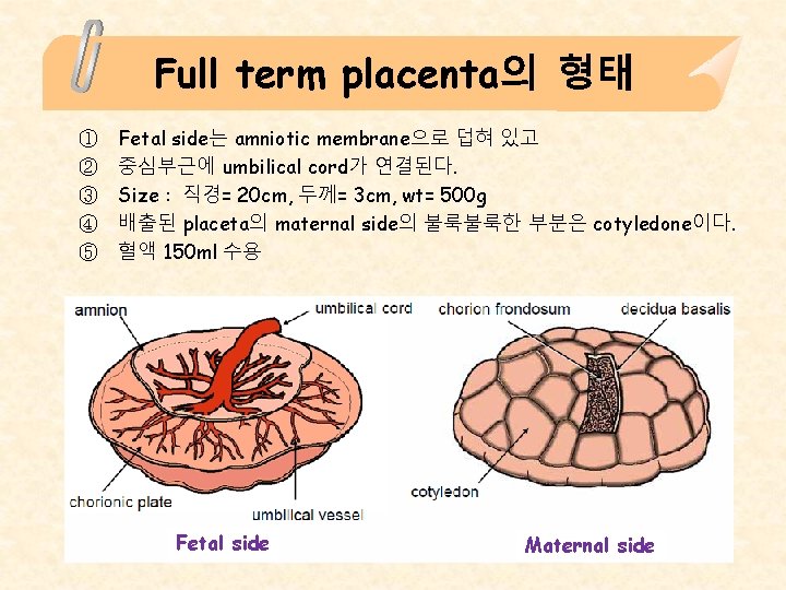 Full term placenta의 형태 ① ② ③ ④ ⑤ Fetal side는 amniotic membrane으로 덥혀