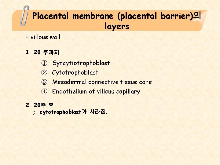 Placental membrane (placental barrier)의 layers = villous wall 1. 20 주까지 ① Syncytiotrophoblast ②