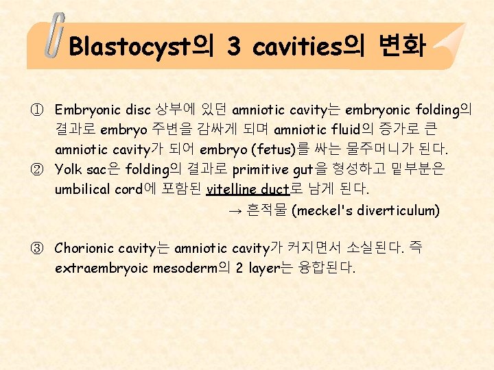 Blastocyst의 3 cavities의 변화 ① Embryonic disc 상부에 있던 amniotic cavity는 embryonic folding의 결과로