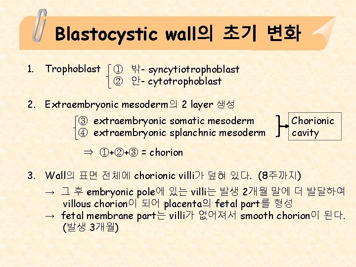 Blastocystic wall의 초기 변화 1. Trophoblast ① 밖- syncytiotrophoblast ② 안- cytotrophoblast 2. Extraembryonic