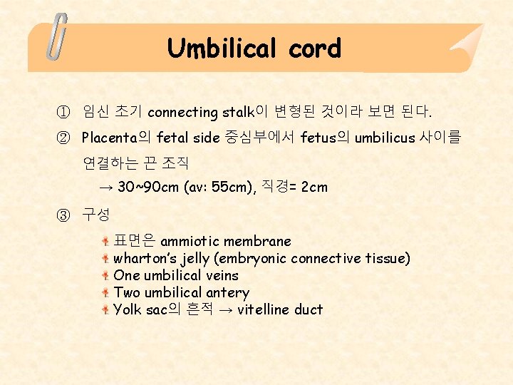 Umbilical cord ① 임신 초기 connecting stalk이 변형된 것이라 보면 된다. ② Placenta의 fetal