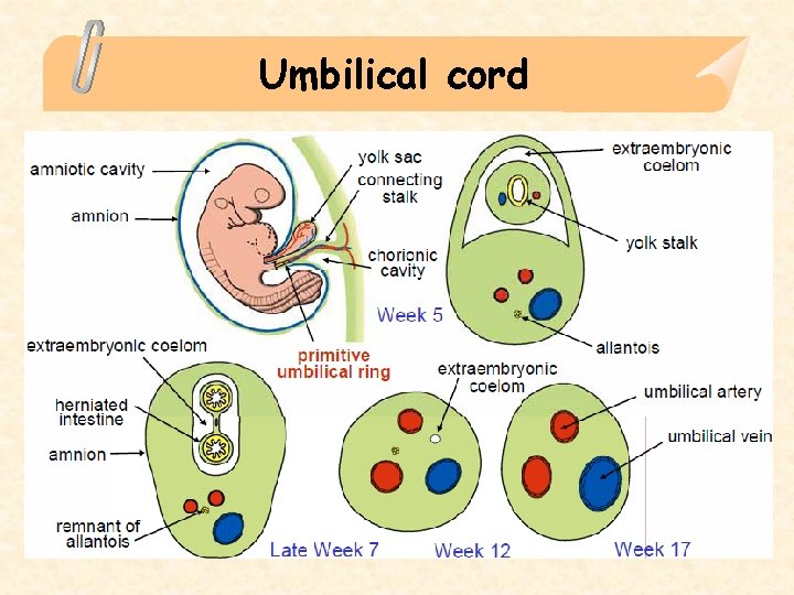 Umbilical cord 