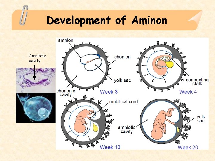 Development of Aminon Amniotic cavity 