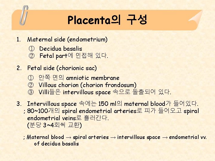 Placenta의 구성 1. Maternal side (endometrium) ① Decidua basalis ② Fetal part에 인접해 있다.