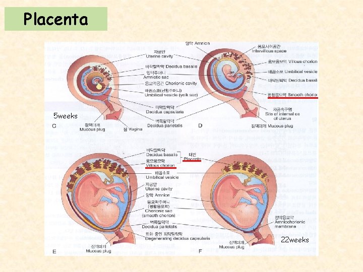 Placenta 5 weeks 22 weeks 