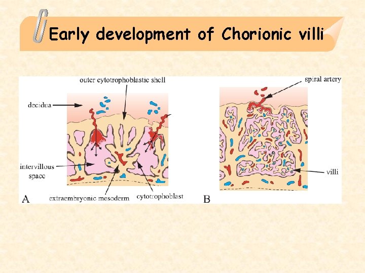 Early development of Chorionic villi 