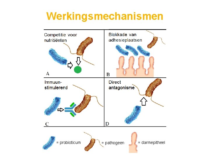 Werkingsmechanismen = probioticum = pathogeen = darmepitheel 