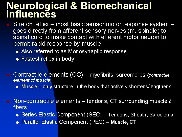 Neurological & Biomechanical Influences n Stretch reflex – most basic sensorimotor response system –