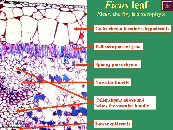 Ficus leaf Ficus, the fig, is a xerophyte Collenchyma forming a hypodermis Pallisade parenchyma