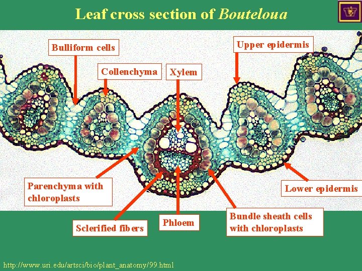 Leaf cross section of Bouteloua Upper epidermis Bulliform cells Collenchyma Xylem Parenchyma with chloroplasts