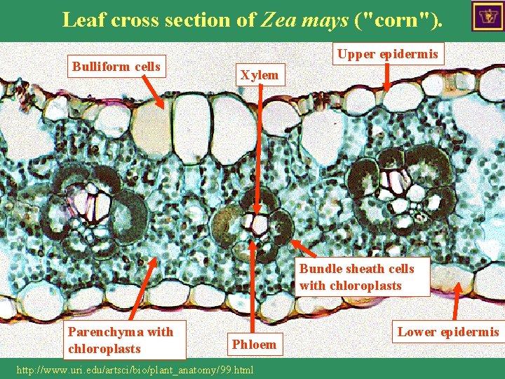 Leaf cross section of Zea mays ("corn"). Bulliform cells Upper epidermis Xylem Bundle sheath