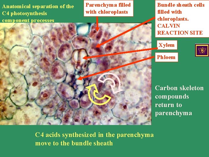 Anatomical separation of the C 4 photosynthesis component processes Parenchyma filled with chloroplasts Bundle