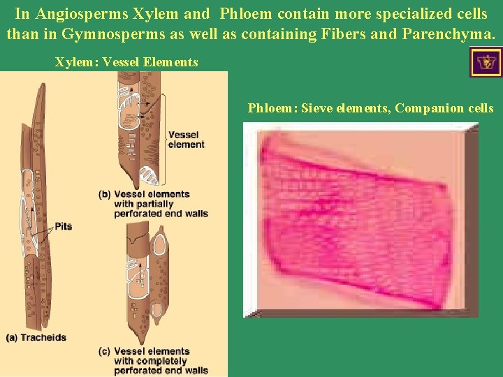 In Angiosperms Xylem and Phloem contain more specialized cells than in Gymnosperms as well