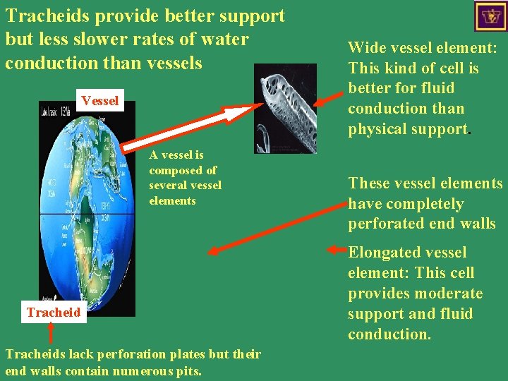 Tracheids provide better support but less slower rates of water conduction than vessels Vessels