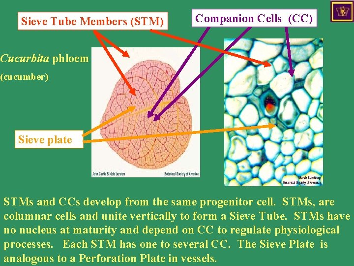 Sieve Tube Members (STM) Companion Cells (CC) Cucurbita phloem (cucumber) Phloem Sieve plate STMs