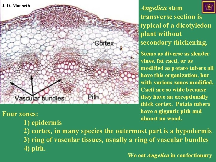 J. D. Mauseth Dicotyledon stem cross section Angelica stem transverse section is typical of