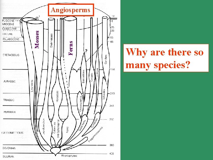 Angiosperms Ferns Mosses Why Origin are there of so angiosperms many species Time scale