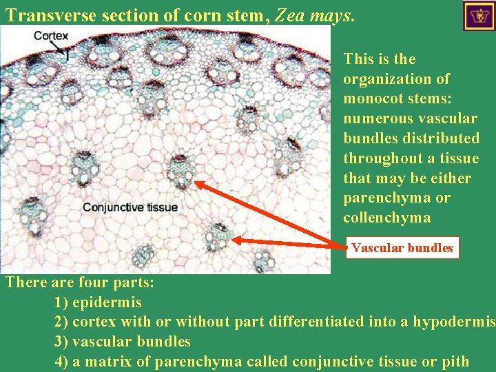 Transverse section of corn stem, Zea mays. This is the organization of monocot stems: