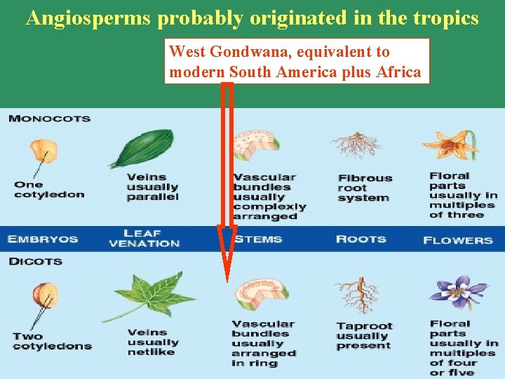 Angiosperms probably originated in the tropics West Gondwana, equivalent to modern South America plus