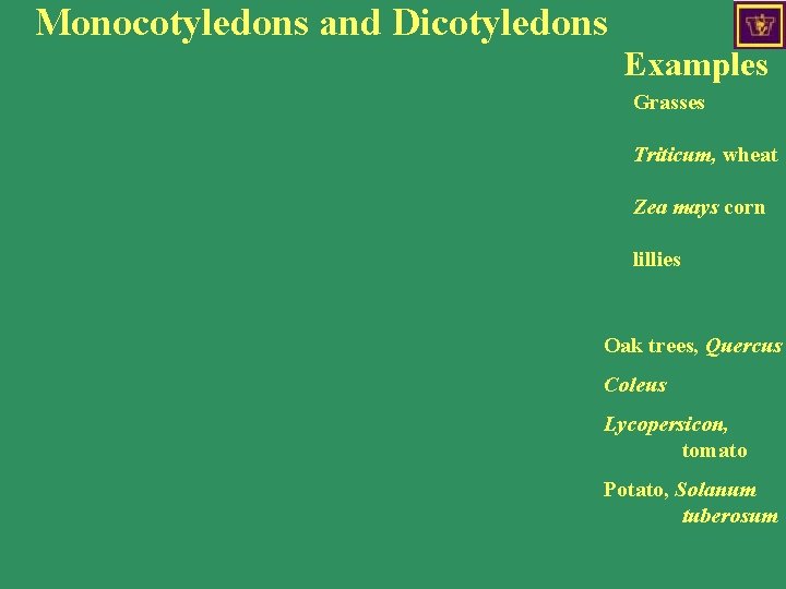 Monocotyledons and Dicotyledons Examples Grasses Triticum, wheat Zea mays corn lillies Oak trees, Quercus