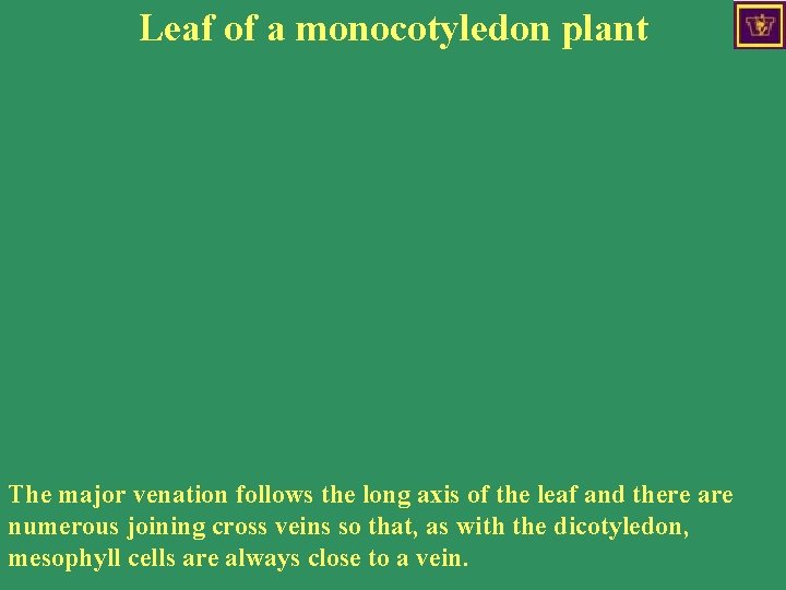 Leaf of a monocotyledon plant The major venation follows the long axis of the