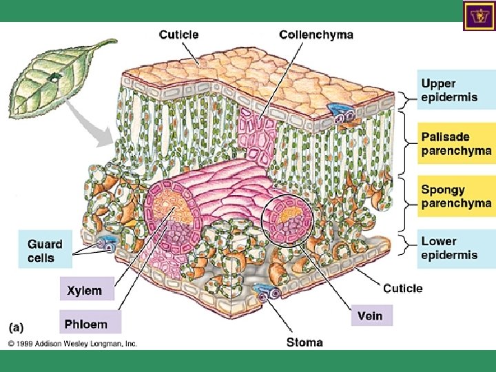 Diagram of a dicot leaf 