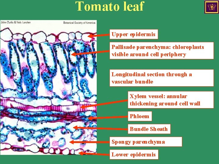 Tomato leaf Upper epidermis Pallisade parenchyma: chloroplasts visible around cell periphery Longitudinal section through