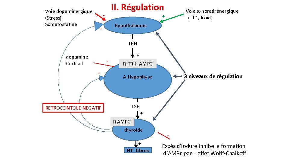 Voie dopaminergique (Stress) Somatostatine II. Régulation - Voie α-noradrénergique ( T° , froid) +