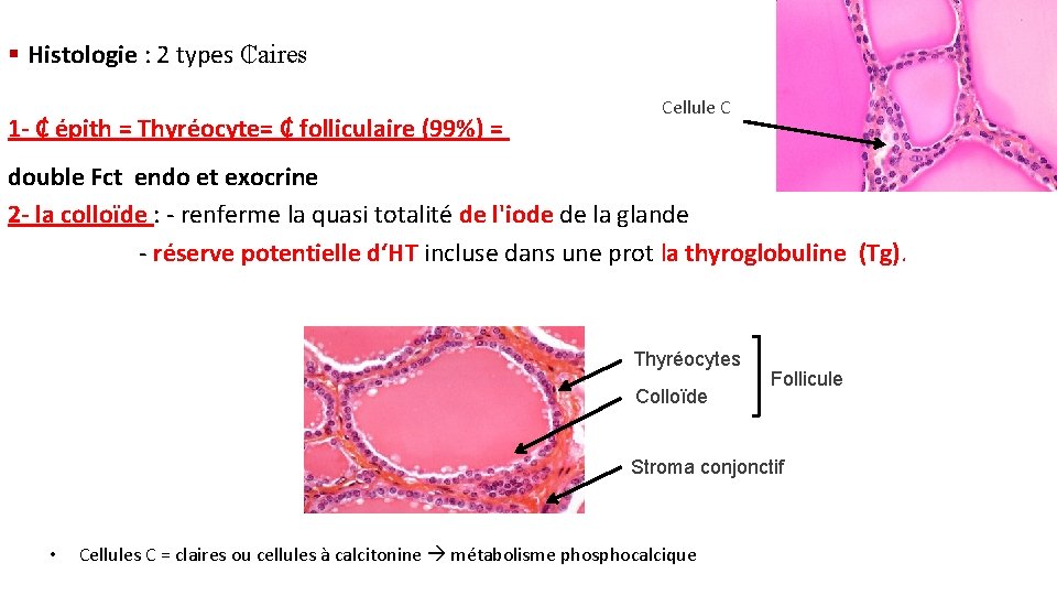 § Histologie : 2 types ₵aires 1 - ₵ épith = Thyréocyte= ₵ folliculaire