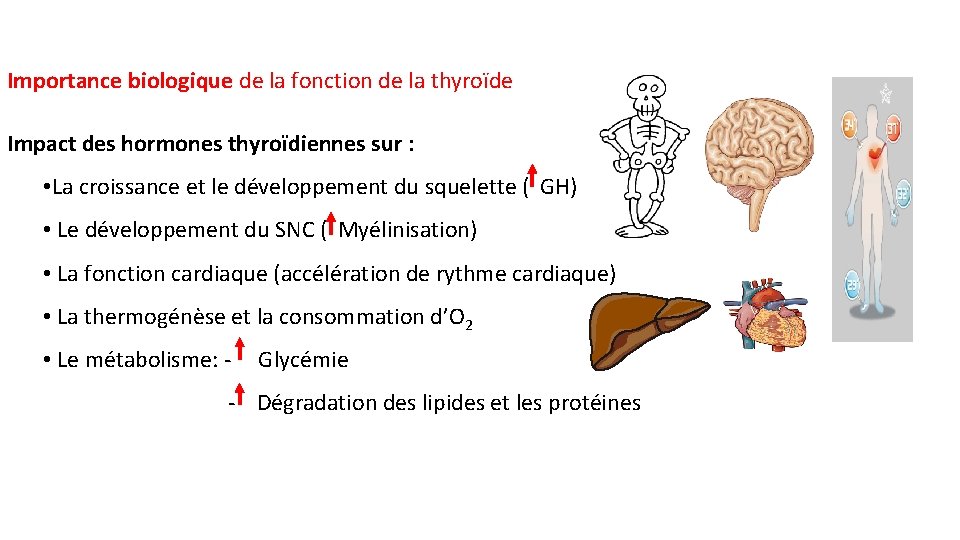 Importance biologique de la fonction de la thyroïde Impact des hormones thyroïdiennes sur :