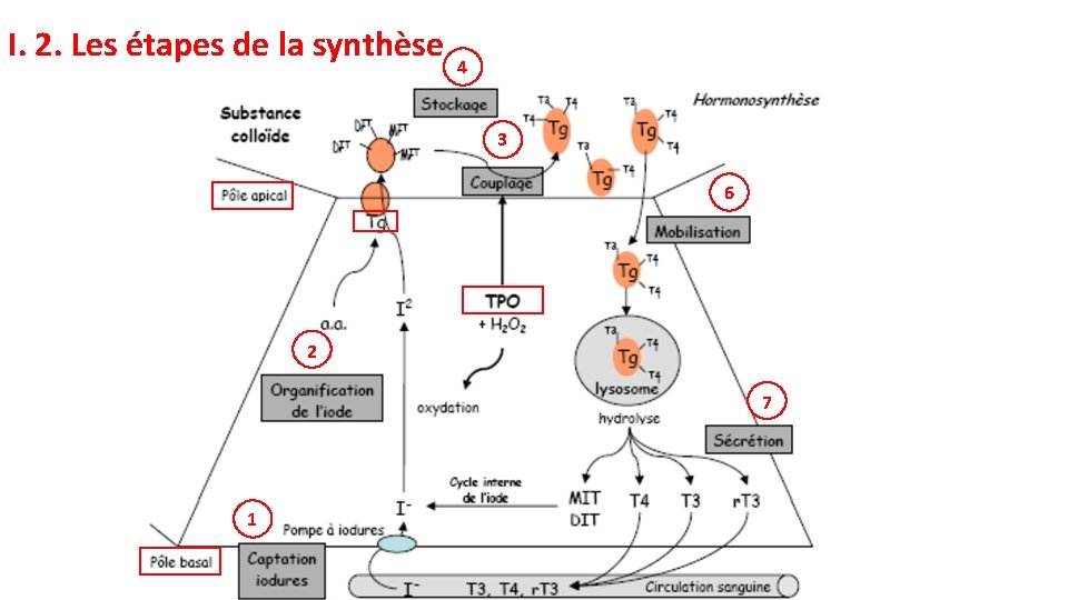 I. 2. Les étapes de la synthèse 41 31 61 2 71 1 