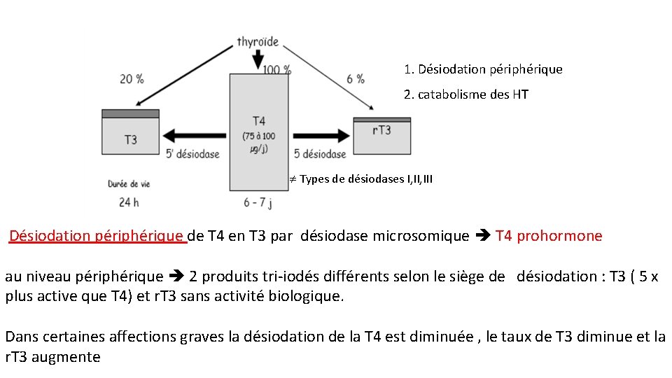 1. Désiodation périphérique 2. catabolisme des HT Types de désiodases I, III Désiodation périphérique