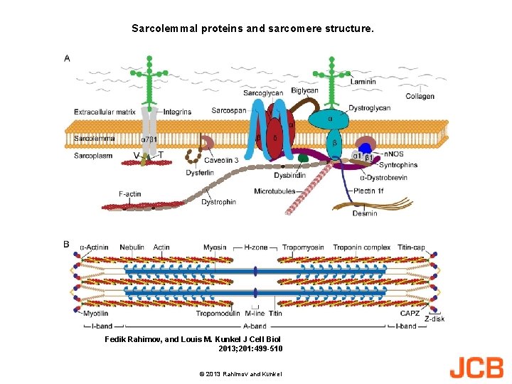 Sarcolemmal proteins and sarcomere structure. Fedik Rahimov, and Louis M. Kunkel J Cell Biol