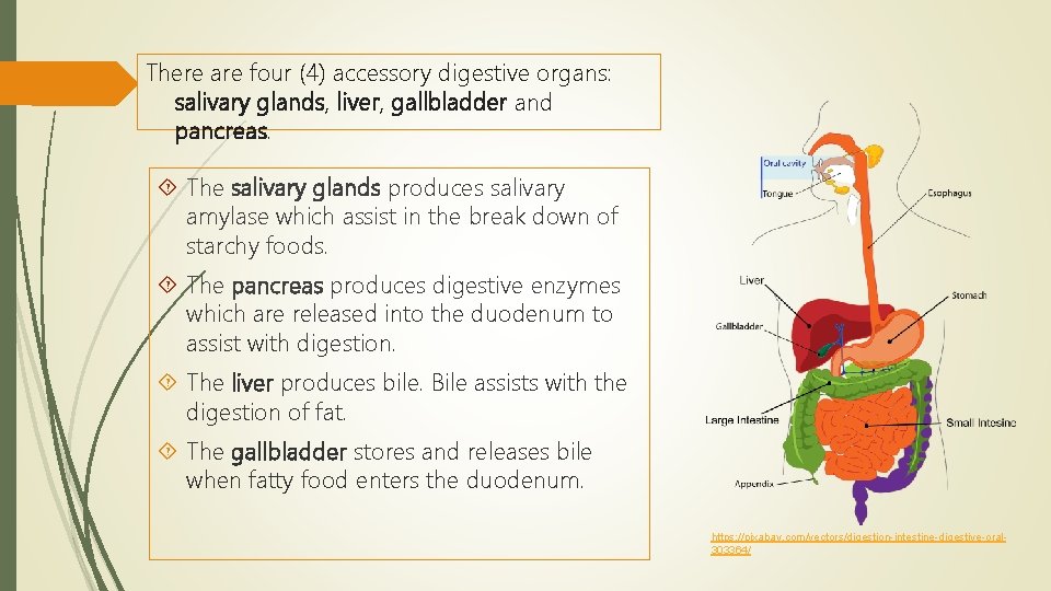 There are four (4) accessory digestive organs: salivary glands, liver, gallbladder and pancreas. The