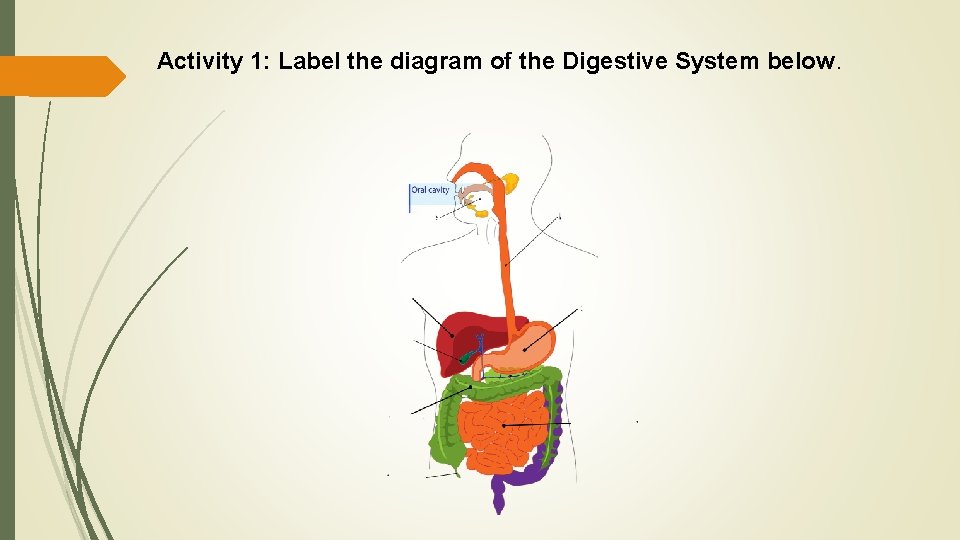 Activity 1: Label the diagram of the Digestive System below. 