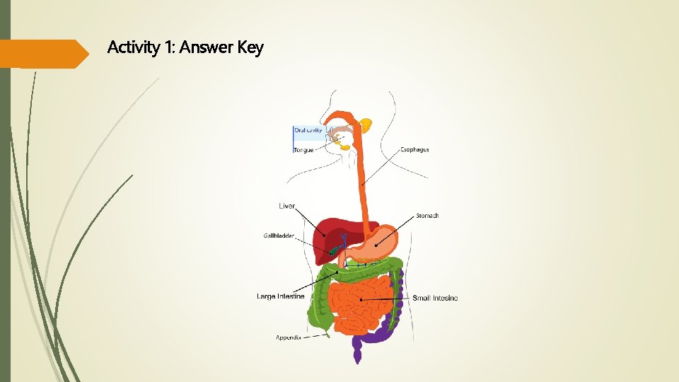 Activity 1: Answer Key 