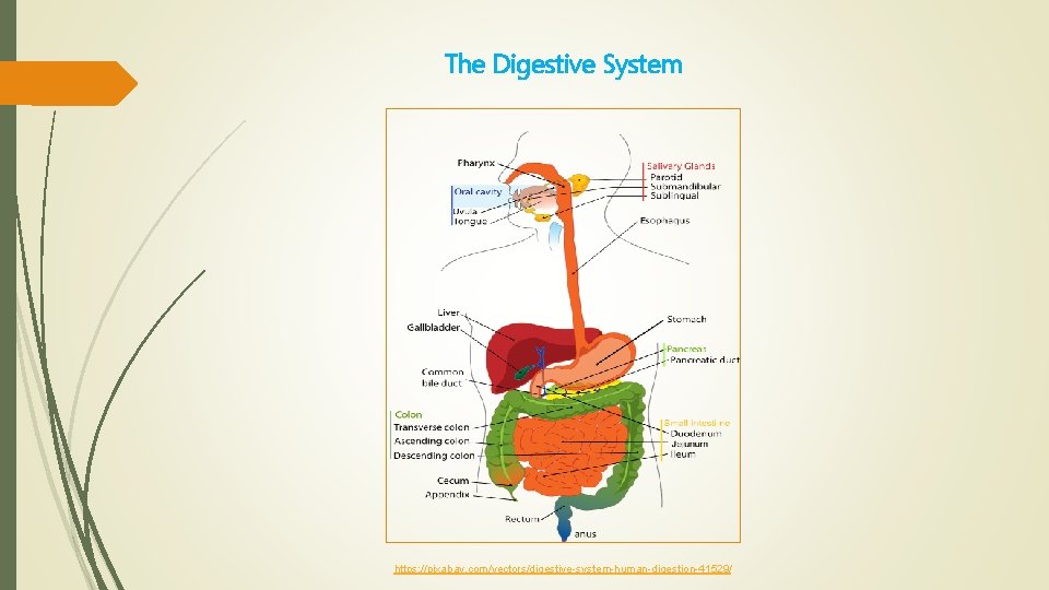 The Digestive System https: //pixabay. com/vectors/digestive-system-human-digestion-41529/ 