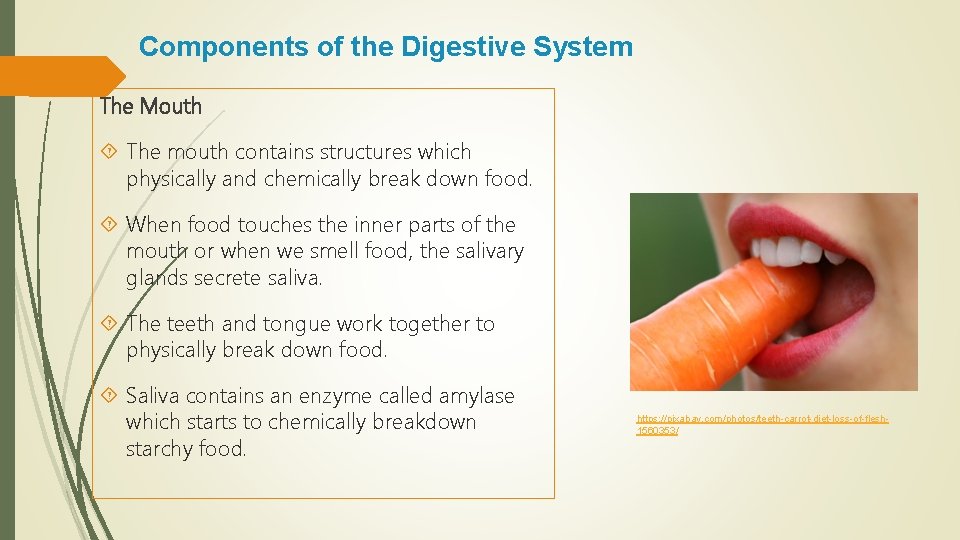 Components of the Digestive System The Mouth The mouth contains structures which physically and