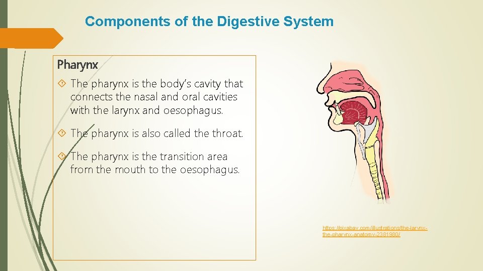 Components of the Digestive System Pharynx The pharynx is the body’s cavity that connects