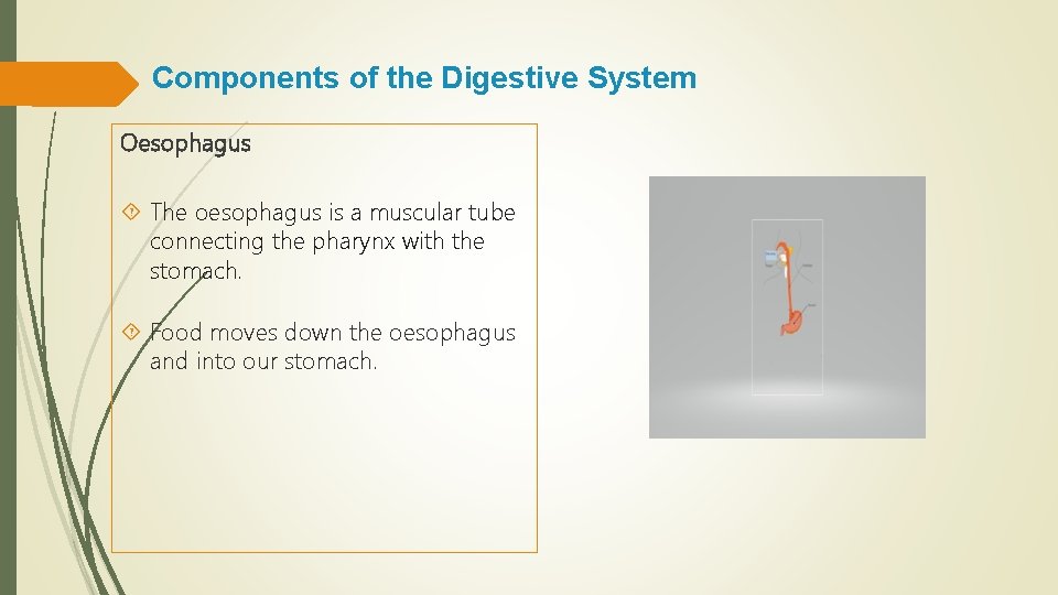 Components of the Digestive System Oesophagus The oesophagus is a muscular tube connecting the