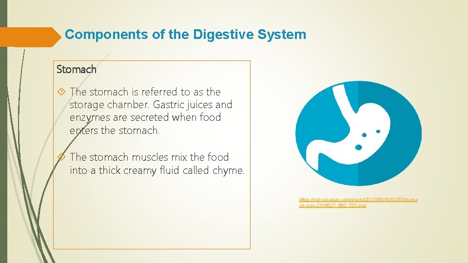 Components of the Digestive System Stomach The stomach is referred to as the storage