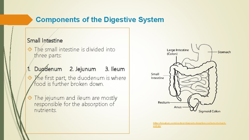 Components of the Digestive System Small Intestine The small intestine is divided into three